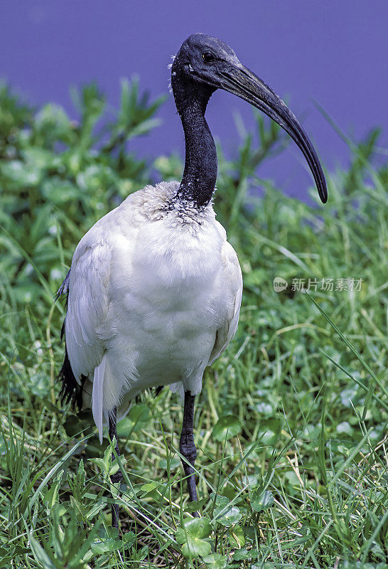 非洲圣朱鹭(Threskiornis aethiopicus)是朱鹭的一种，是一种涉禽科的鸟。它原产于非洲和中东。肯尼亚安博塞利国家公园